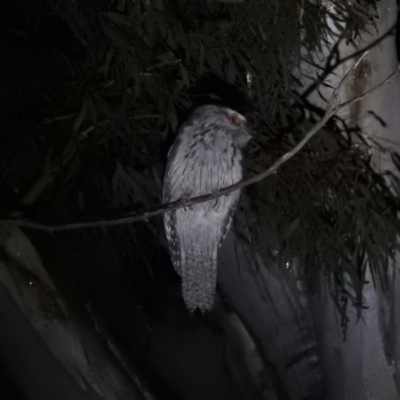 Podargus strigoides (Tawny Frogmouth) at Fadden, ACT - 18 Oct 2016 by RyuCallaway