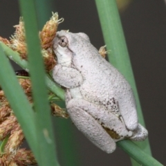 Litoria peronii (Peron's Tree Frog, Emerald Spotted Tree Frog) at Tennent, ACT - 1 Jan 2017 by HarveyPerkins