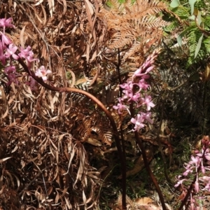 Dipodium roseum at Paddys River, ACT - suppressed