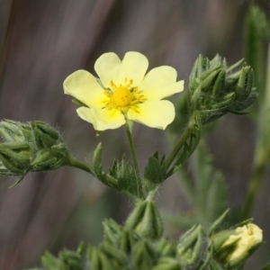 Potentilla recta at Rendezvous Creek, ACT - 26 Dec 2016 04:04 PM