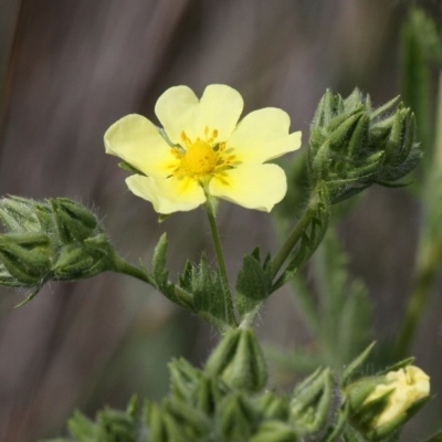 Potentilla recta (Sulphur Cinquefoil) at Rendezvous Creek, ACT - 26 Dec 2016 by HarveyPerkins