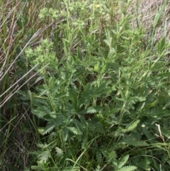 Potentilla recta at Rendezvous Creek, ACT - 26 Dec 2016 04:04 PM