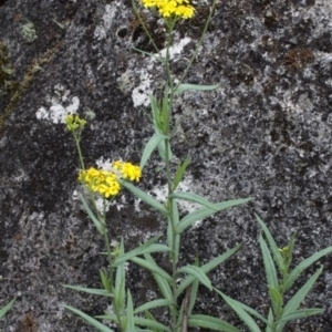 Senecio linearifolius at Tennent, ACT - 1 Jan 2017 11:06 AM