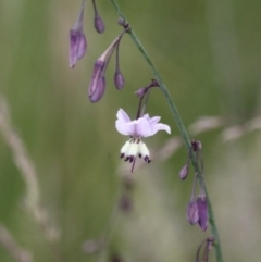 Arthropodium milleflorum (Vanilla Lily) at Tennent, ACT - 1 Jan 2017 by HarveyPerkins