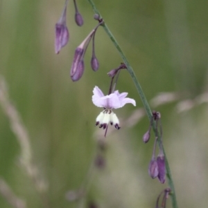 Arthropodium milleflorum at Tennent, ACT - 1 Jan 2017