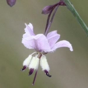 Arthropodium milleflorum at Tennent, ACT - 1 Jan 2017