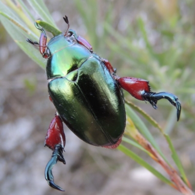 Repsimus manicatus montanus (Green nail beetle) at Paddys River, ACT - 4 Jan 2017 by MichaelBedingfield