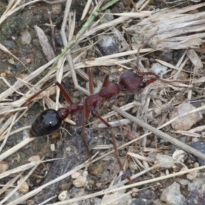 Myrmecia sp. (genus) at Tennent, ACT - 1 Jan 2017