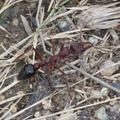 Myrmecia sp. (genus) (Bull ant or Jack Jumper) at Tennent, ACT - 1 Jan 2017 by HarveyPerkins