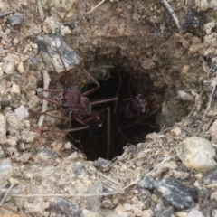 Myrmecia sp. (genus) at Tennent, ACT - 1 Jan 2017