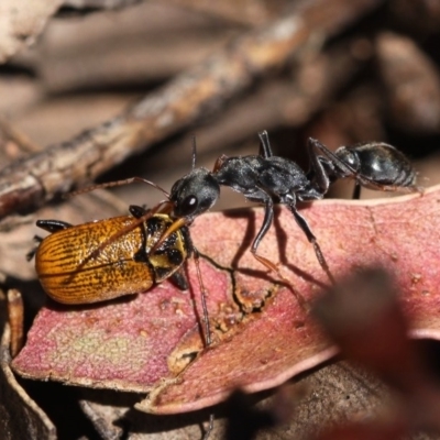 Myrmecia sp., pilosula-group (Jack jumper) at Cotter River, ACT - 22 Nov 2014 by HarveyPerkins