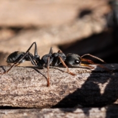 Myrmecia sp., pilosula-group at Cotter River, ACT - 23 Nov 2014 08:58 AM