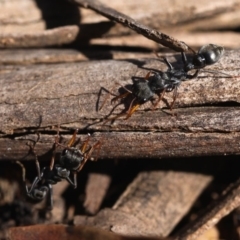 Myrmecia sp., pilosula-group at Cotter River, ACT - 23 Nov 2014 08:58 AM