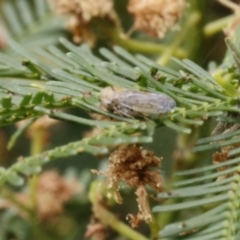 Cicadellidae (family) (Unidentified leafhopper) at O'Connor, ACT - 2 Jan 2017 by ibaird