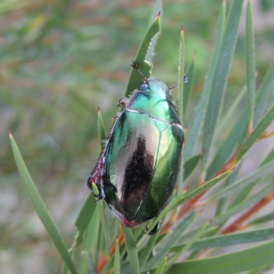 Repsimus manicatus montanus (Green nail beetle) at Tennent, ACT - 4 Jan 2017 by MichaelBedingfield