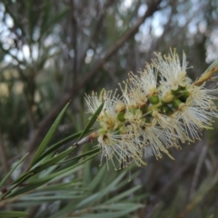 Callistemon sieberi (River Bottlebrush) at Tennent, ACT - 4 Jan 2017 by MichaelBedingfield