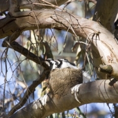 Grallina cyanoleuca (Magpie-lark) at Higgins, ACT - 17 Nov 2016 by AlisonMilton