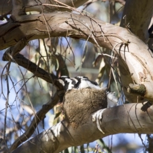 Grallina cyanoleuca at Higgins, ACT - 17 Nov 2016