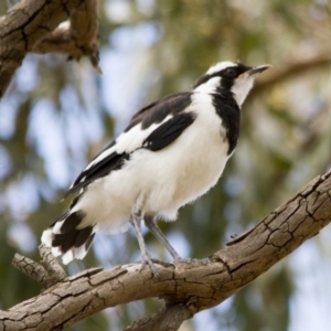 Grallina cyanoleuca at Higgins, ACT - 17 Nov 2016