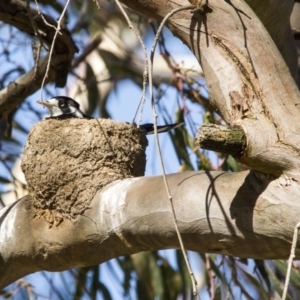 Grallina cyanoleuca at Higgins, ACT - 17 Dec 2016