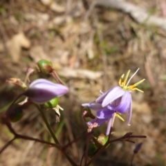 Dianella longifolia var. longifolia (Pale Flax Lily, Blue Flax Lily) at Bemboka River Reserve - 2 Jan 2017 by JanetRussell