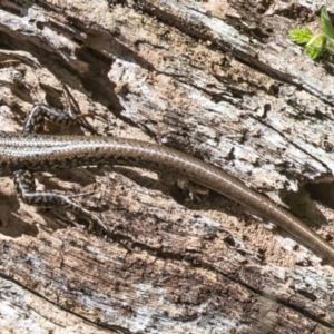 Eulamprus heatwolei at Cotter River, ACT - 4 Jan 2017