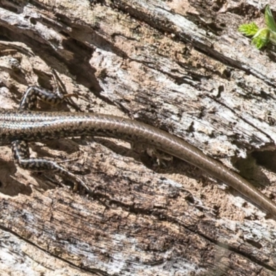 Eulamprus heatwolei (Yellow-bellied Water Skink) at Cotter River, ACT - 4 Jan 2017 by Roger