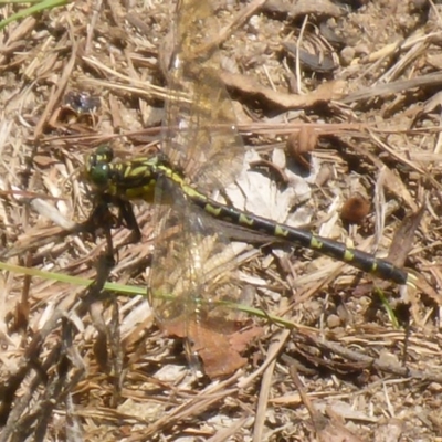 Austrogomphus cornutus at Bemboka River Reserve - 2 Jan 2017 by JanetRussell