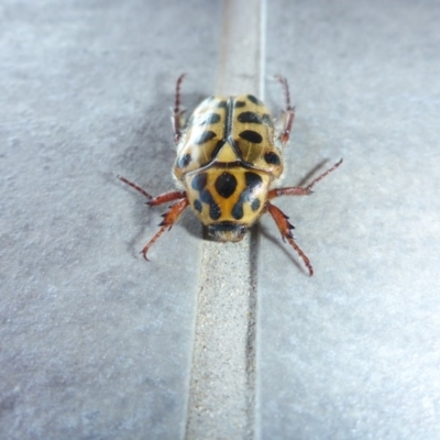 Neorrhina punctata (Spotted flower chafer) at Reid, ACT - 4 Jan 2017 by JanetRussell