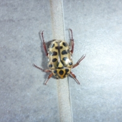 Neorrhina punctata at Reid, ACT - 5 Jan 2017