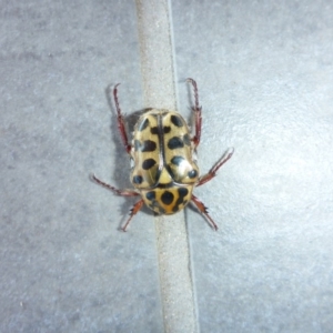 Neorrhina punctata at Reid, ACT - 5 Jan 2017