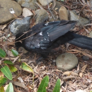 Corcorax melanorhamphos at Acton, ACT - 5 Jan 2017