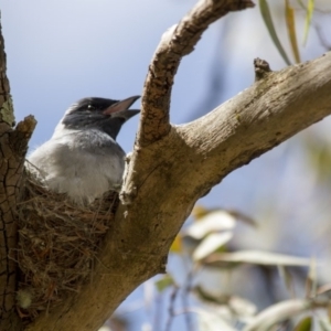 Coracina novaehollandiae at Scullin, ACT - 21 Nov 2016 05:46 PM