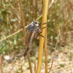 Neoaratus hercules (Herculean Robber Fly) at Molonglo Valley, ACT - 6 Jan 2017 by JanetRussell