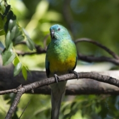 Psephotus haematonotus (Red-rumped Parrot) at Higgins, ACT - 17 Dec 2016 by Alison Milton