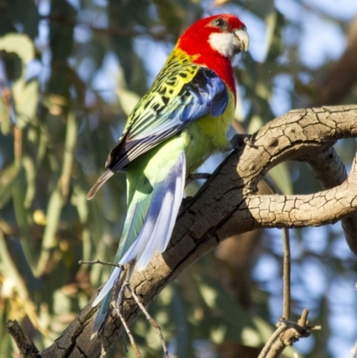 Platycercus eximius (Eastern Rosella) at Scullin, ACT - 21 Nov 2016 by AlisonMilton