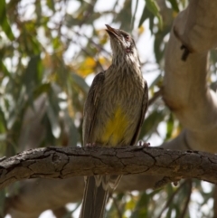 Anthochaera carunculata (Red Wattlebird) at Scullin, ACT - 20 Nov 2016 by AlisonMilton