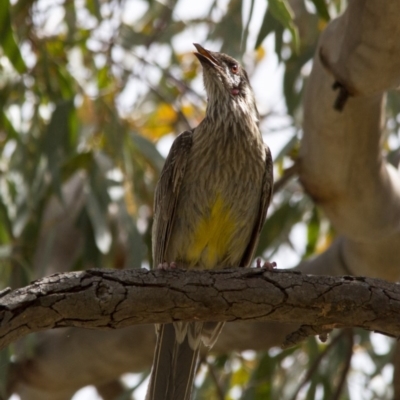 Anthochaera carunculata (Red Wattlebird) at Scullin, ACT - 20 Nov 2016 by AlisonMilton