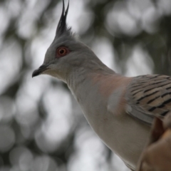 Ocyphaps lophotes (Crested Pigeon) at Hawker, ACT - 29 Dec 2016 by AlisonMilton