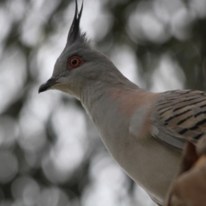 Ocyphaps lophotes at Hawker, ACT - 29 Dec 2016 07:56 AM