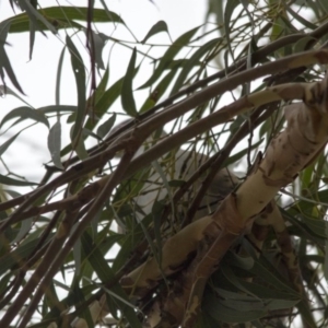 Ocyphaps lophotes at Hawker, ACT - 29 Dec 2016 07:56 AM