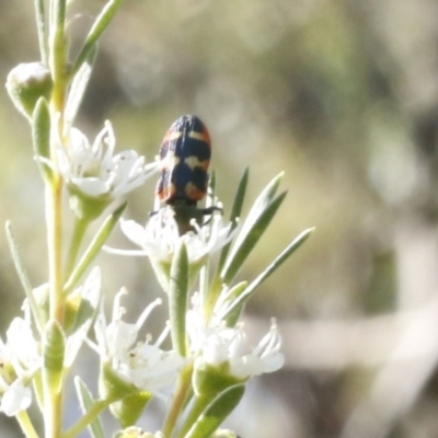 Castiarina sexplagiata (Jewel beetle) at O'Connor, ACT - 31 Dec 2016 by ibaird