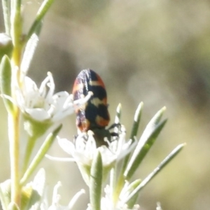 Castiarina sexplagiata at O'Connor, ACT - 31 Dec 2016