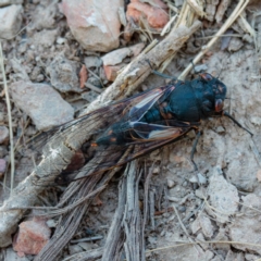 Yoyetta timothyi (Brown Firetail Cicada) at Gungahlin, ACT - 6 Jan 2017 by CedricBear