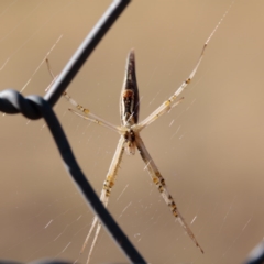 Argiope protensa (Long-tailed Argiope) at Gungahlin, ACT - 6 Jan 2017 by CedricBear