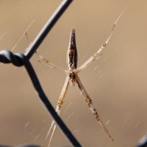 Argiope protensa at Gungahlin, ACT - 7 Jan 2017