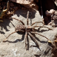 Zoridae (family) (Unidentified Wandering ghost spider) at Gungahlin, ACT - 7 Jan 2017 by CedricBear