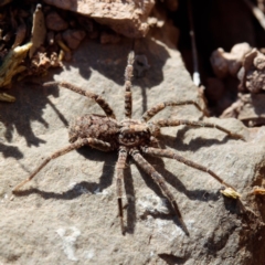 Zoridae (family) (Unidentified Wandering ghost spider) at Gungahlin, ACT - 6 Jan 2017 by CedricBear