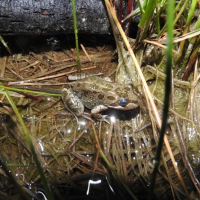 Limnodynastes tasmaniensis (Spotted Grass Frog) at Wanniassa Hill - 18 Oct 2016 by RyuCallaway