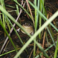 Limnodynastes tasmaniensis at Wanniassa Hill - 18 Oct 2016